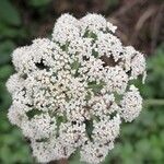 Selinum carvifolium Flower