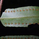 Nephrolepis biserrata Blatt