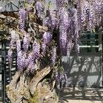 Wisteria sinensis Habit