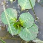 Ludwigia peploides Leaf