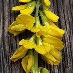 Melilotus officinalis 花