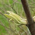 Vitex agnus-castus 葉