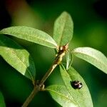 Ligustrum vulgare अन्य