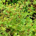 Potentilla grandiflora Other