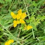 Lotus pedunculatusFlower