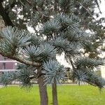 Cedrus atlantica Лист