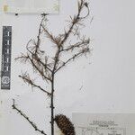 Larix griffithii Nyingine