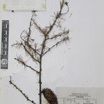 Larix griffithii