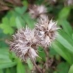 Sideritis hyssopifolia Fruto