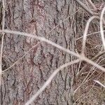 Larix decidua Bark