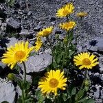 Doronicum grandiflorumKukka