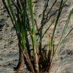 Carex mucronata Ŝelo