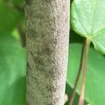 Corylopsis spicata Bark