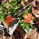 Lysimachia arvensis Blomma