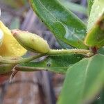 Hibbertia heterotricha ফুল