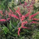 Aloe secundiflora Цвят