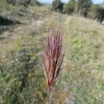 Bromus rubens Bark