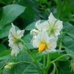 Solanum tuberosum Blüte