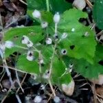 Crepis pulchra Hoja