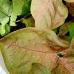 Atriplex hortensis Blad