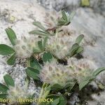 Trifolium saxatile Агульны выгляд