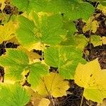 Rubus parviflorus Leaf