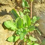 Taraxacum gracilens Vekstform