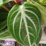 Anthurium crystallinum List