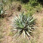 Yucca pallida Hábito