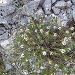 Satureja montana Kwiat