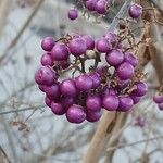 Callicarpa bodinieri Плід