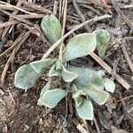 Antennaria parvifolia Feuille