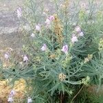 Linaria capraria Flor