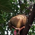 Artocarpus integer Плод