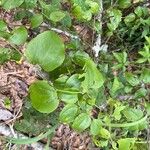 Smilax rotundifolia Leaf