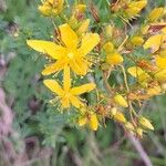 Hypericum perfoliatumFlor