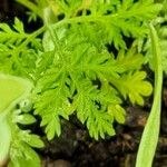 Artemisia annua Leaf