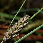 Carex lasiocarpa Fruto