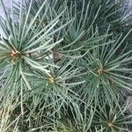 Sciadopitys verticillata Likasa