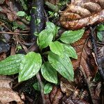 Cranichis muscosa Leaf
