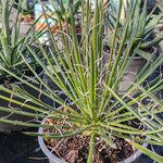 Agave geminiflora Hábito
