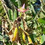 Musa × paradisiaca Blomma