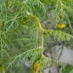 Matricaria aurea Ekosanga