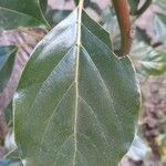 Cinnamomum camphora List