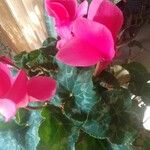 Cyclamen repandumFlower