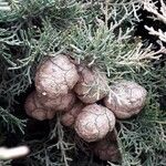 Cupressus sempervirens Frucht