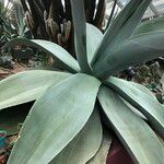 Agave guiengola Habitat