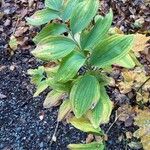 Polygonatum biflorum Blad