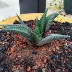 Haworthia limifolia Leaf