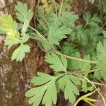 Corydalis flavula Leaf